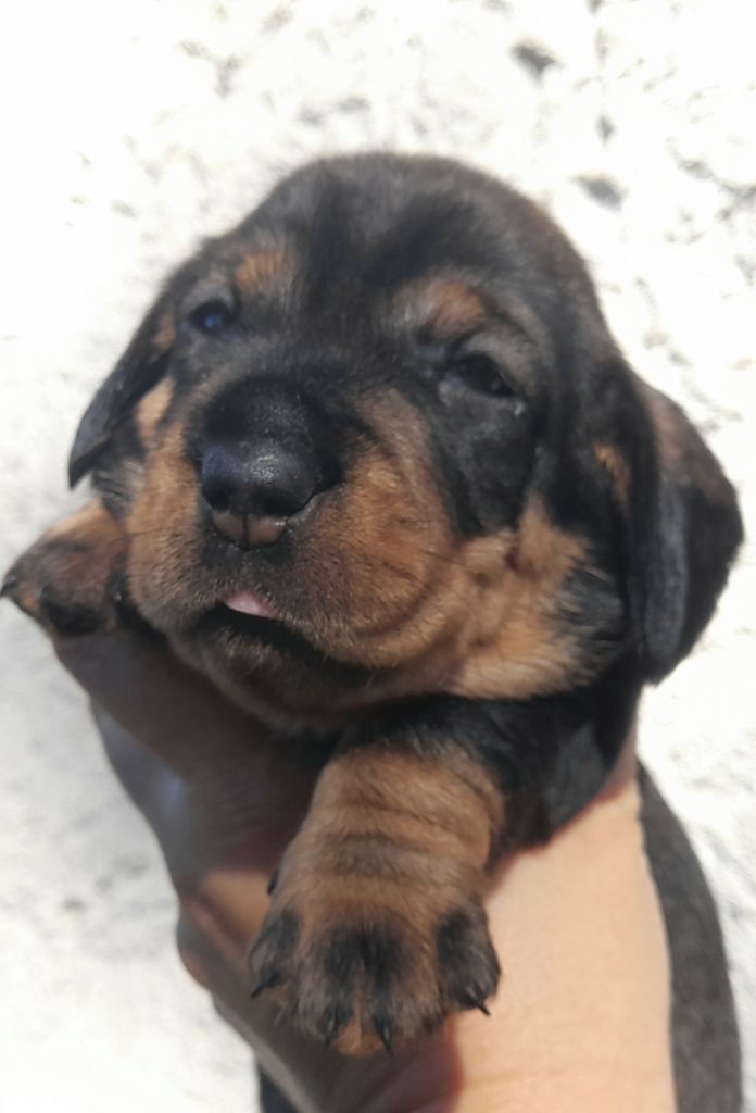 Des Petits Rois De Kladska - Chiots disponibles - Teckel poil dur