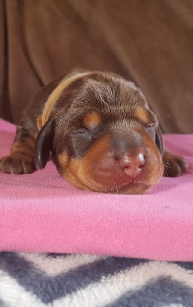 Des Petits Rois De Kladska - Chiots disponibles - Teckel poil dur