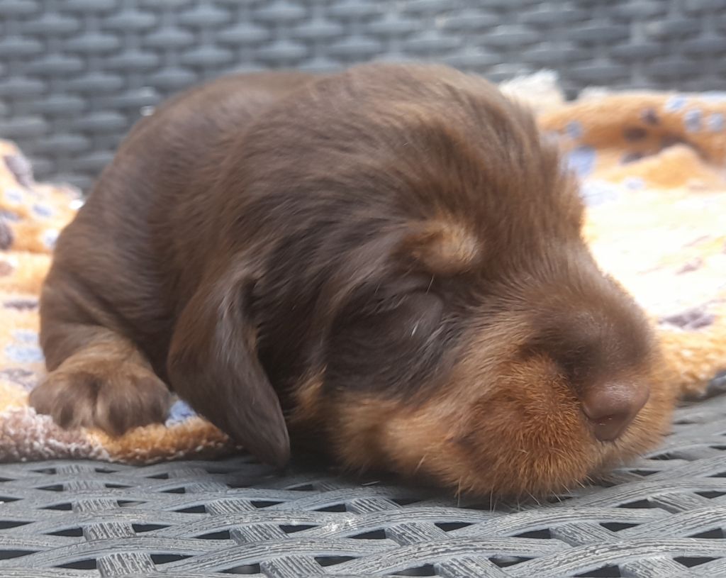 Des Petits Rois De Kladska - Chiots disponibles - Teckel poil dur