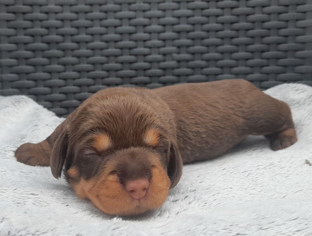 Des Petits Rois De Kladska - Chiots disponibles - Teckel poil dur