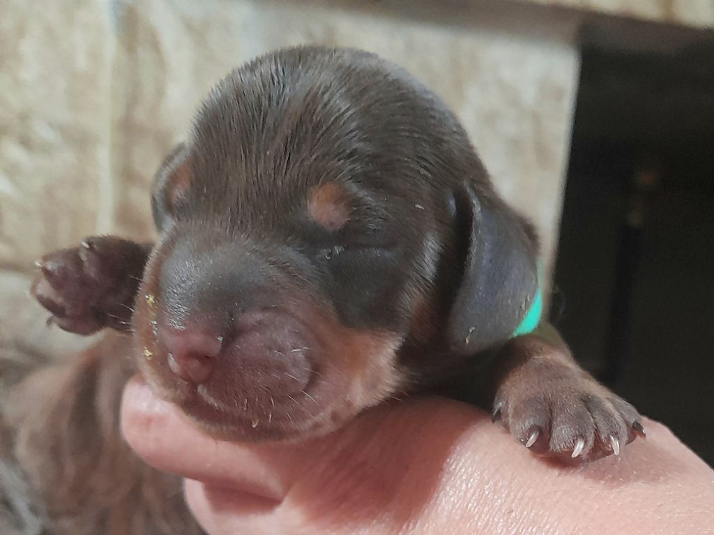 Des Petits Rois De Kladska - Chiots disponibles - Teckel poil dur
