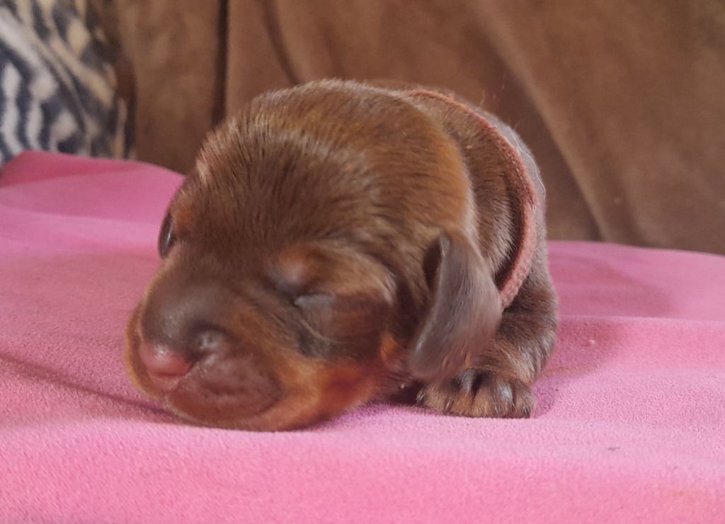 Des Petits Rois De Kladska - Chiots disponibles - Teckel poil dur