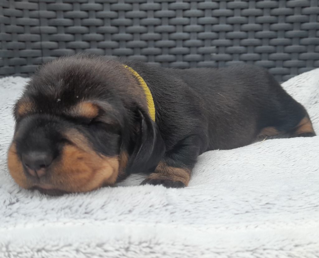 Des Petits Rois De Kladska - Chiots disponibles - Teckel poil dur
