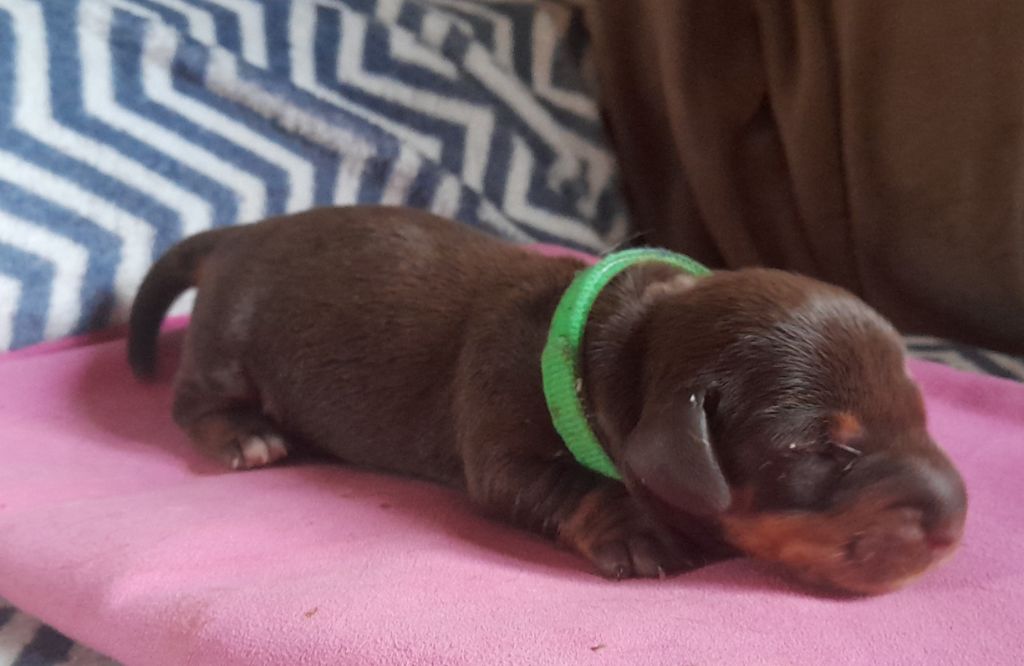 Des Petits Rois De Kladska - Chiots disponibles - Teckel poil dur