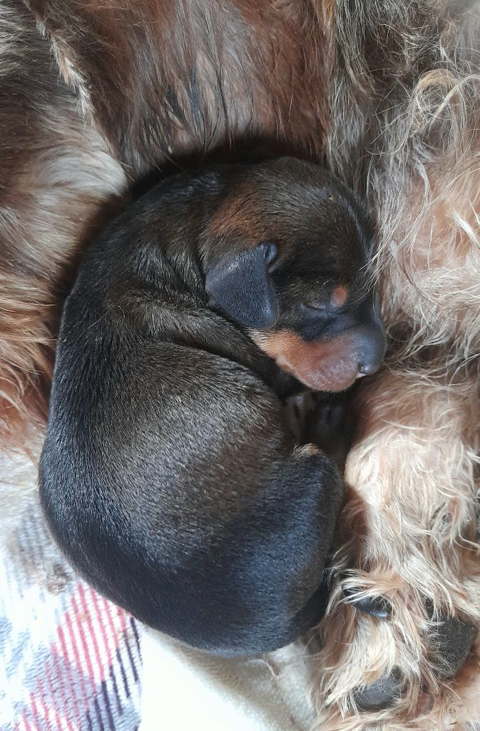 Des Petits Rois De Kladska - Chiots disponibles - Teckel poil dur