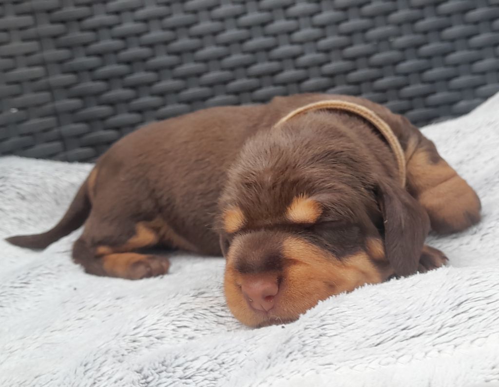 Des Petits Rois De Kladska - Chiots disponibles - Teckel poil dur