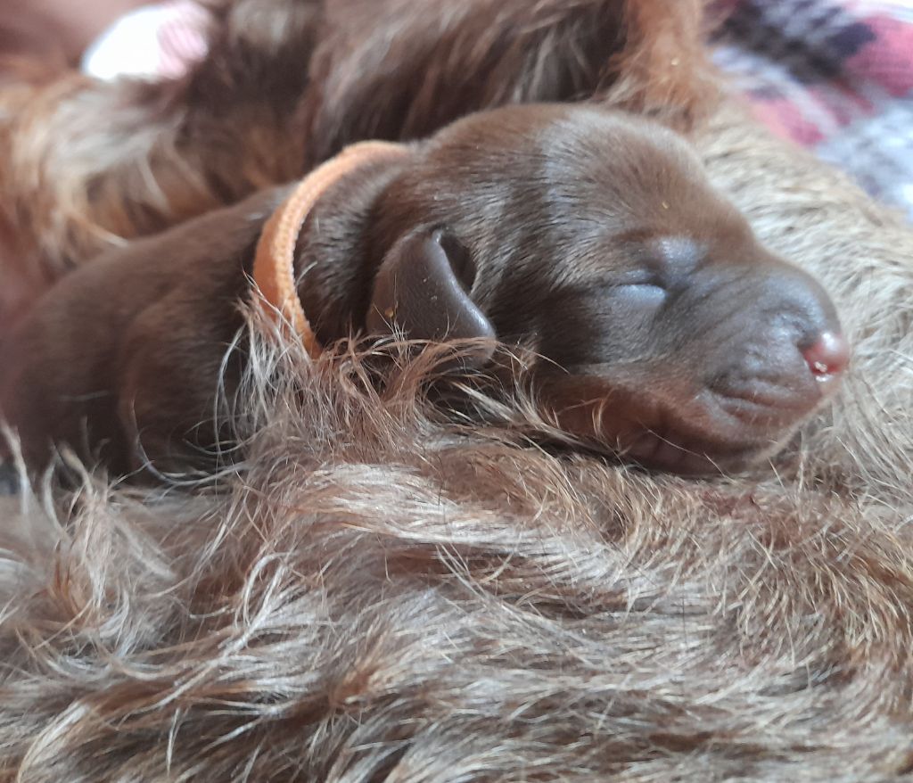 Des Petits Rois De Kladska - Chiots disponibles - Teckel poil dur