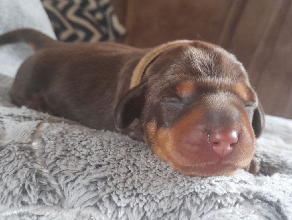 Des Petits Rois De Kladska - Chiots disponibles - Teckel poil dur