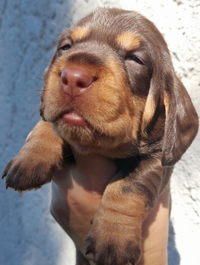 Des Petits Rois De Kladska - Chiots disponibles - Teckel poil dur