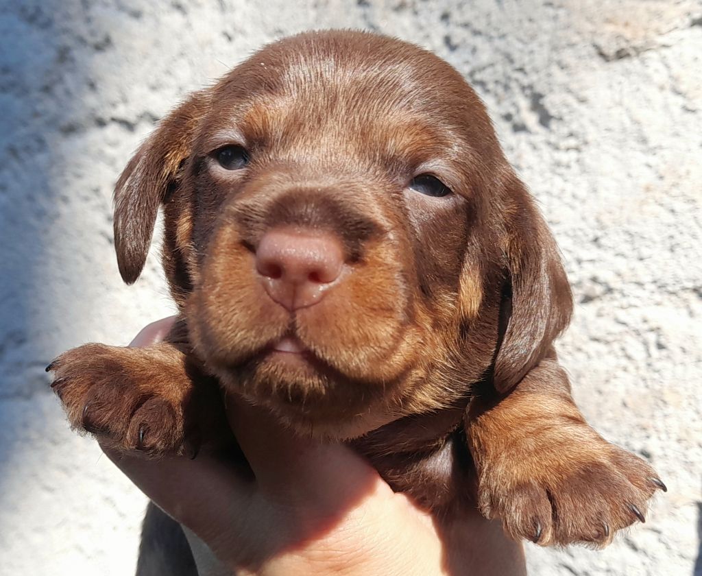 Des Petits Rois De Kladska - Chiots disponibles - Teckel poil dur