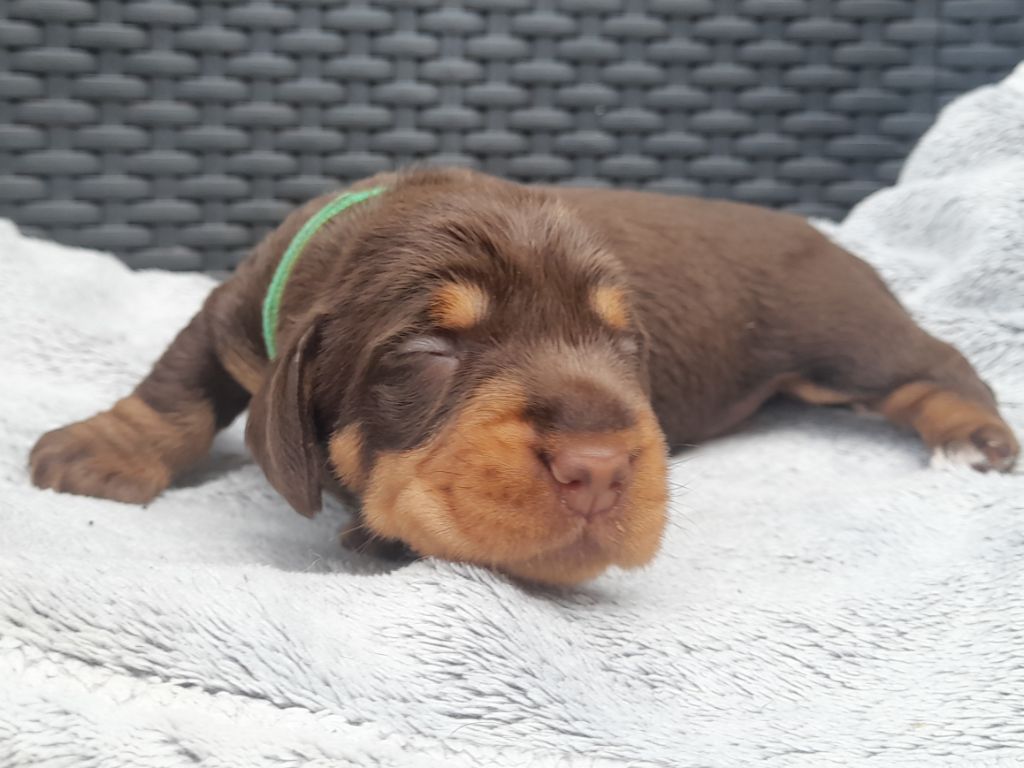 Des Petits Rois De Kladska - Chiots disponibles - Teckel poil dur