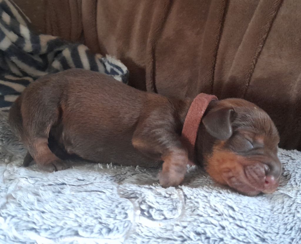 Des Petits Rois De Kladska - Chiots disponibles - Teckel poil dur
